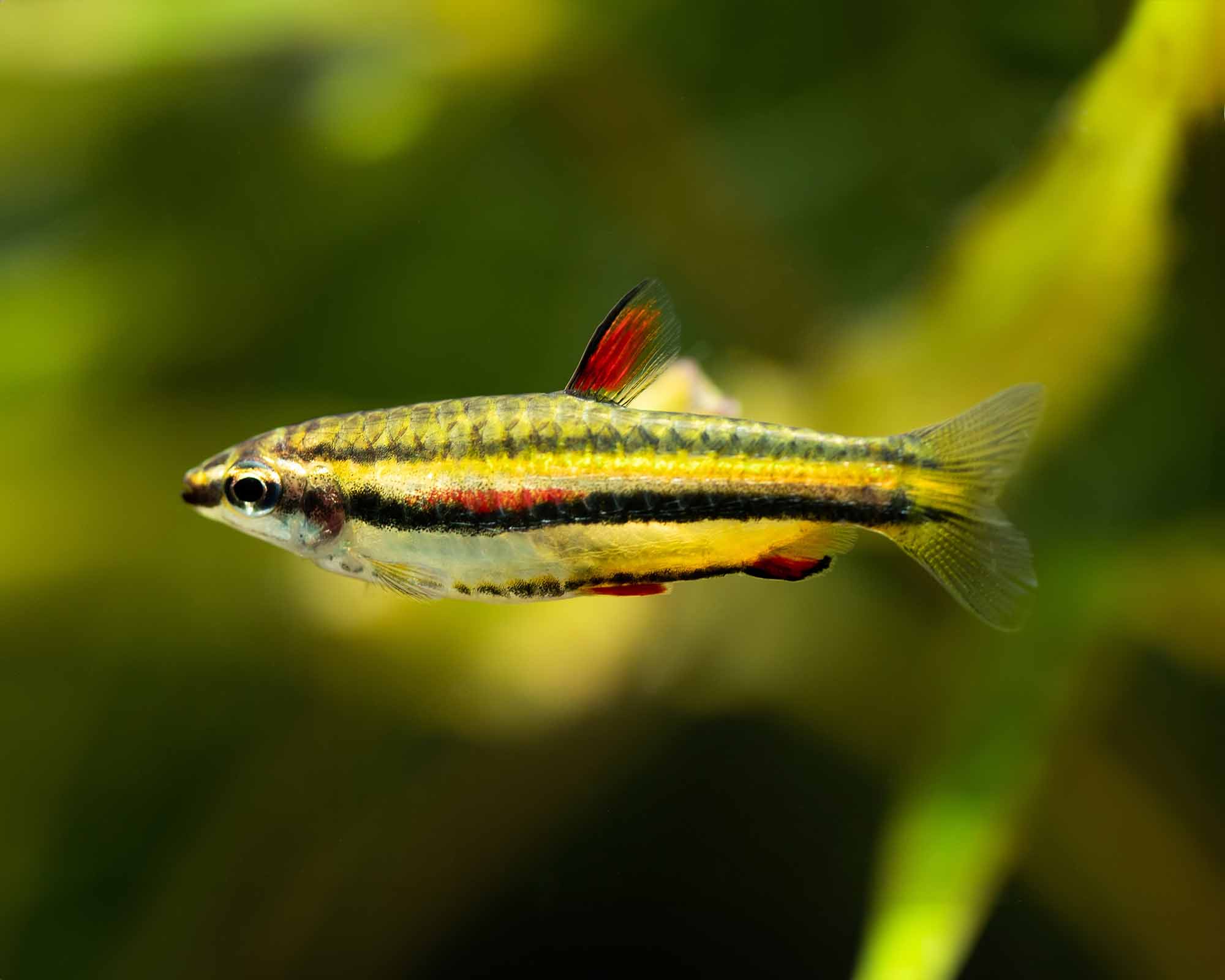 Nannostomus marginatus (Dwarf Pencilfish)